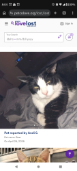 Lost Male Cat last seen Ustick and Ten Mile Rd , Meridian, ID 83646