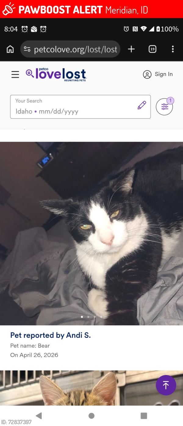 Lost Male Cat last seen Ustick and Ten Mile Rd , Meridian, ID 83646