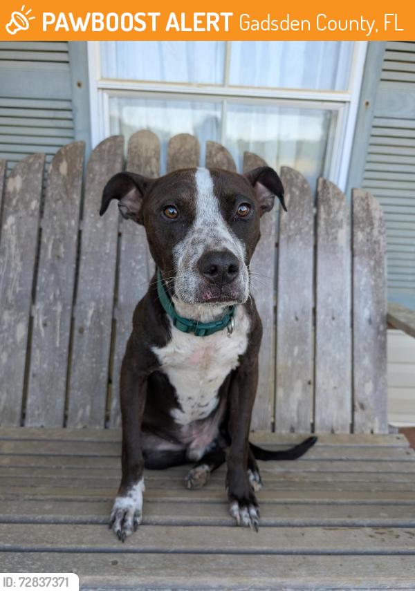 Found/Stray Male Dog last seen Kelly Farm Rd, Havana, FL, Gadsden County, FL 32333