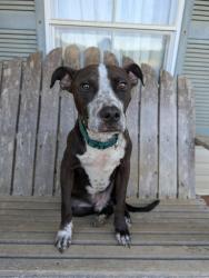 Found/Stray Male Dog last seen Kelly Farm Rd, Havana, FL, Gadsden County, FL 32333