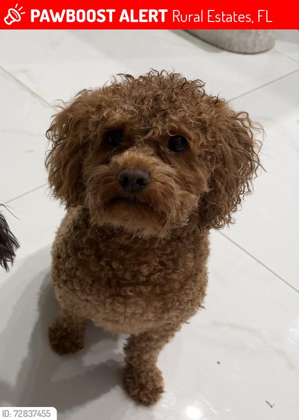 Lost Male Dog last seen 33rd Ave Ne and Oil Well Rd, Rural Estates, FL 34120