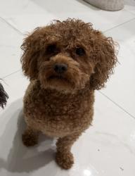 Lost Male Dog last seen 33rd Ave Ne and Oil Well Rd, Rural Estates, FL 34120
