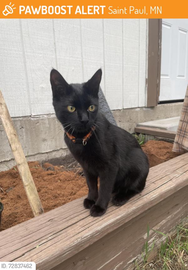 Found/Stray Unknown Cat last seen Near Lexington Pkwy S, Saint Paul, MN 55105
