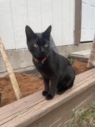 Found/Stray Unknown Cat last seen Near Lexington Pkwy S, Saint Paul, MN 55105