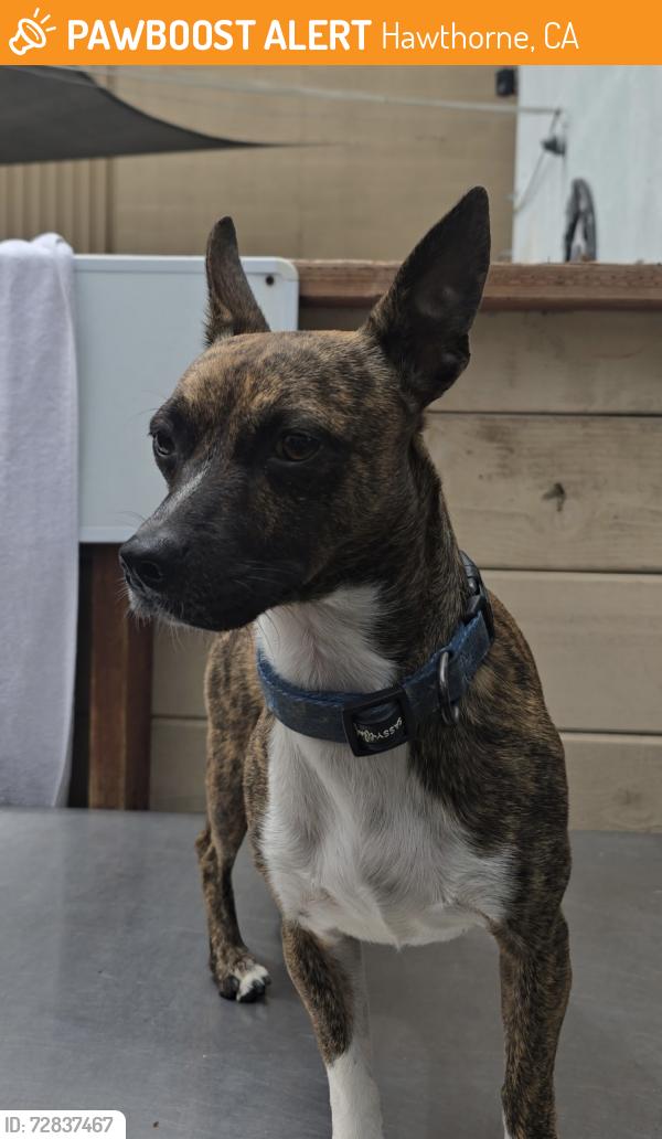 Found/Stray Male Dog last seen Rosecrans and Oceangate, Hawthorne, CA 90250