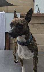 Found/Stray Male Dog last seen Rosecrans and Oceangate, Hawthorne, CA 90250