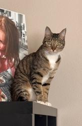 Lost Male Cat last seen Adriana Hess Wetland Park, University Place, WA 98466