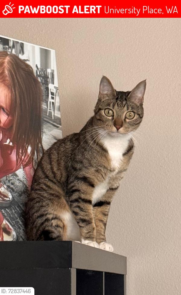 Lost Male Cat last seen Adriana Hess Wetland Park, University Place, WA 98466