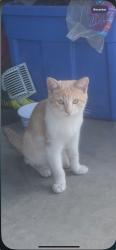 Lost Male Cat last seen Tigris, El Paso, TX 79907