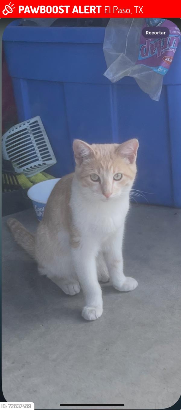 Lost Male Cat last seen Tigris, El Paso, TX 79907