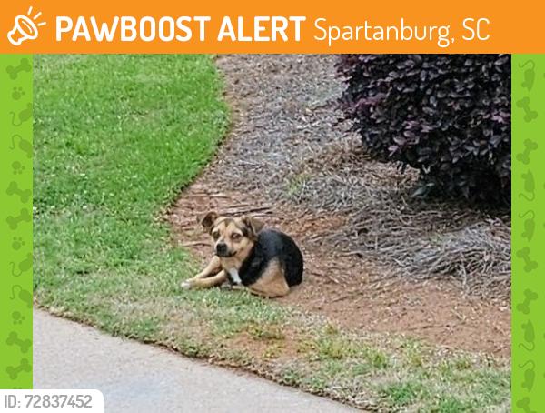 Found/Stray Male Dog last seen Thackston and Meadowbrook Drive , Spartanburg, SC 29307