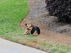 Found/Stray Male Dog last seen Thackston and Meadowbrook Drive , Spartanburg, SC 29307
