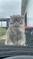 Lost Female Cat last seen Springhill bottom road , Colebrook, TAS 7027