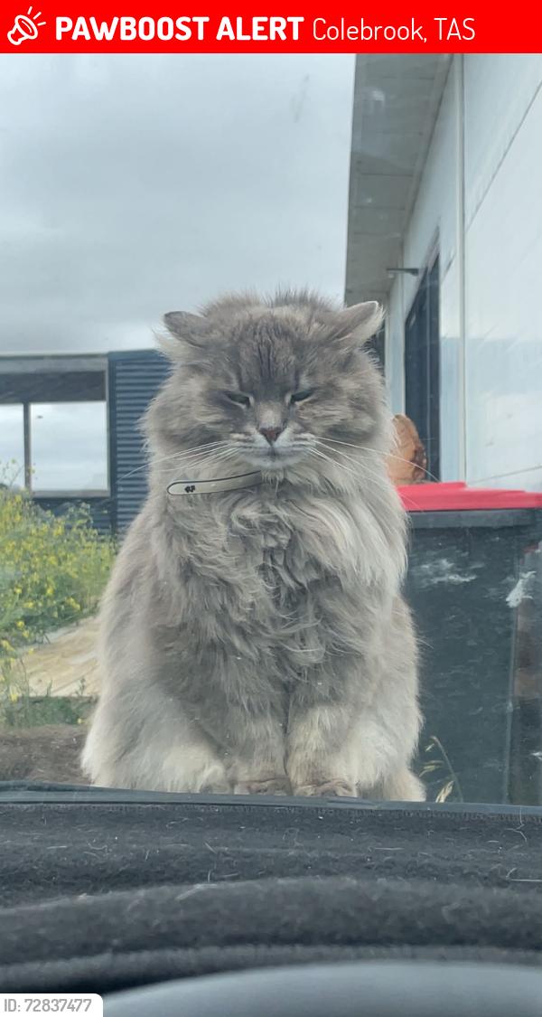 Lost Female Cat last seen Springhill bottom road , Colebrook, TAS 7027