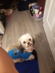 Lost Female Dog last seen Last seen on Irving st by paco sanchez park , Denver, CO 80204