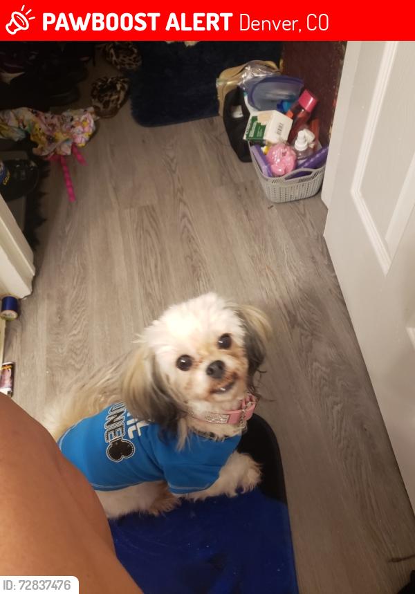 Lost Female Dog last seen Last seen on Irving st by paco sanchez park, Denver, CO 80204