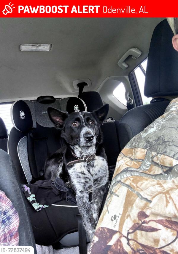 Lost Female Dog last seen Mountain View Road and Sportsman Lake Odenville , Odenville, AL 35120