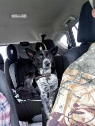 Lost Female Dog last seen Mountain View Road and Sportsman Lake Odenville , Odenville, AL 35120