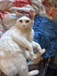 Lost Male Cat last seen 27th st , Minneapolis, MN 55407