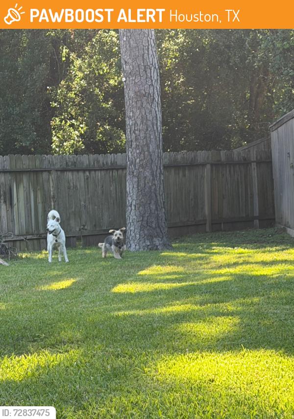 Found/Stray Unknown Dog last seen Woodbend trail drive , Houston, TX 77070