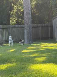 Found/Stray Unknown Dog last seen Woodbend trail drive , Houston, TX 77070