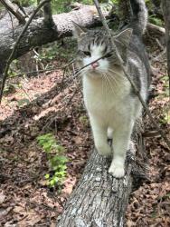 Lost Male Cat last seen Woodside, Simpsonville, SC 29680