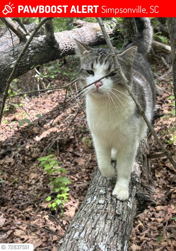 Lost Male Cat last seen Woodside, Simpsonville, SC 29680