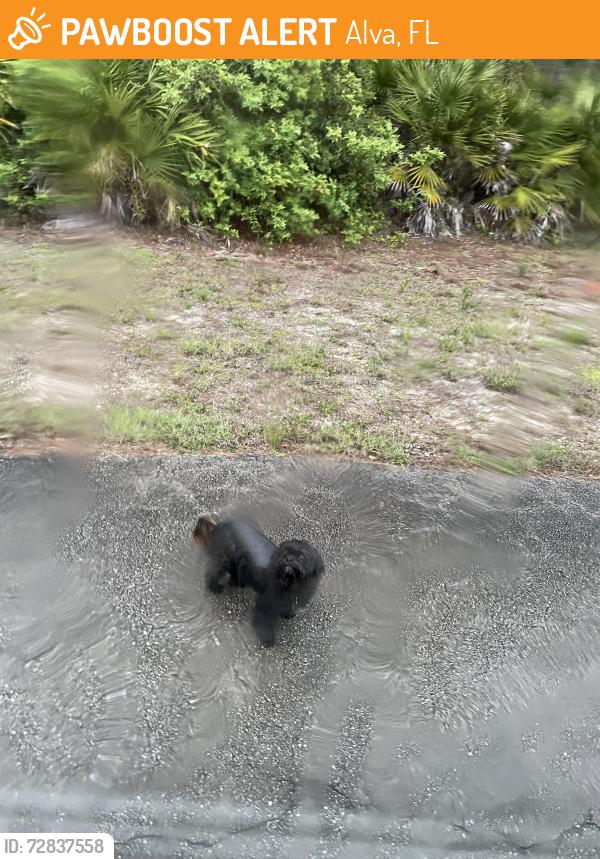 Found/Stray Male Dog last seen Abbott, Alva, FL 33920