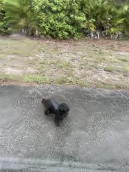Found/Stray Male Dog last seen Abbott, Alva, FL 33920