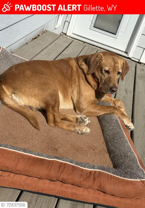 Lost Male Dog last seen Harder, Gillette, WY 82718