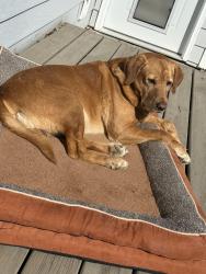 Lost Male Dog last seen Harder, Gillette, WY 82718