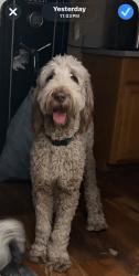 Found/Stray Unknown Dog last seen Elkhorn blvd rio Linda ?, Rio Linda, CA 95673
