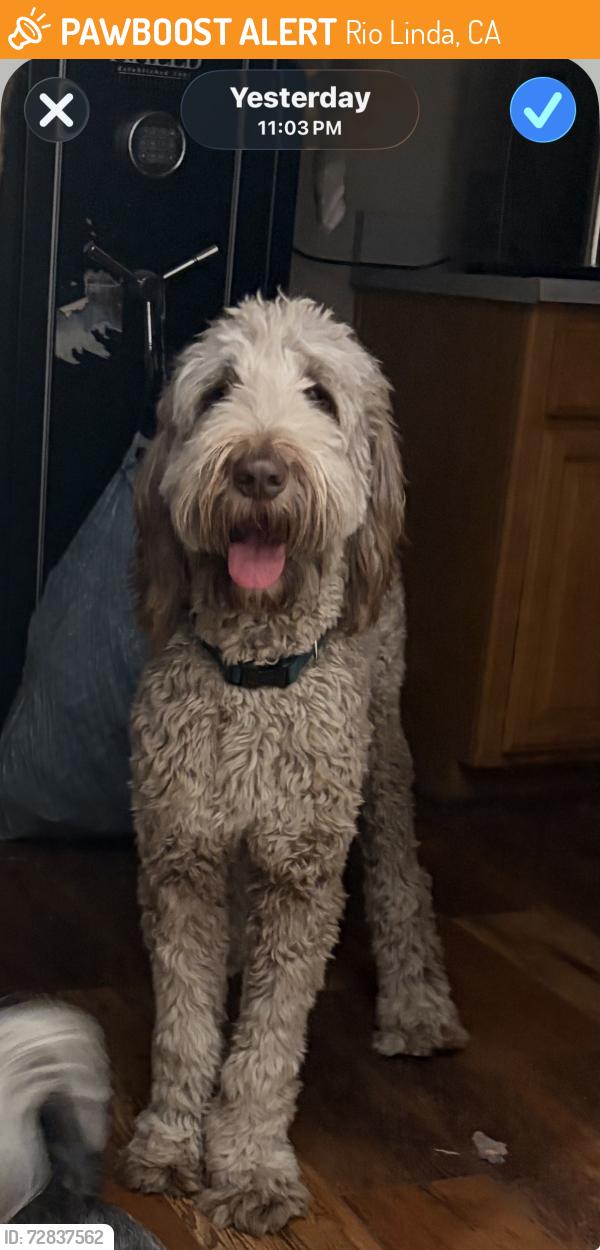 Found/Stray Unknown Dog last seen Elkhorn blvd rio Linda ?, Rio Linda, CA 95673