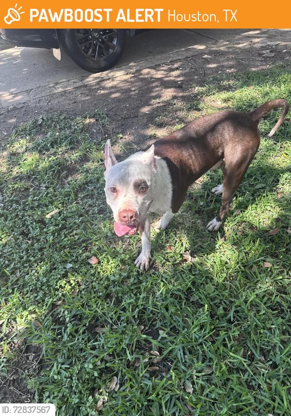 Found/Stray Male Dog last seen West rd and Rio Grande, Houston, TX 77064