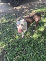Found/Stray Male Dog last seen West rd and Rio Grande, Houston, TX 77064