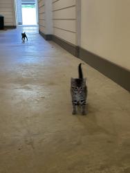 Found/Stray Unknown Cat last seen Jensen Fossil Creek, Haltom City, TX 76137