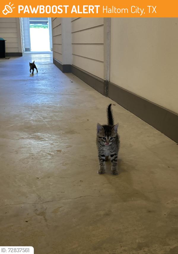 Found/Stray Unknown Cat last seen Jensen Fossil Creek, Haltom City, TX 76137