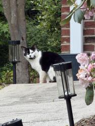 Found/Stray Unknown Cat last seen Muirfield and High View, Greensboro, NC 27410