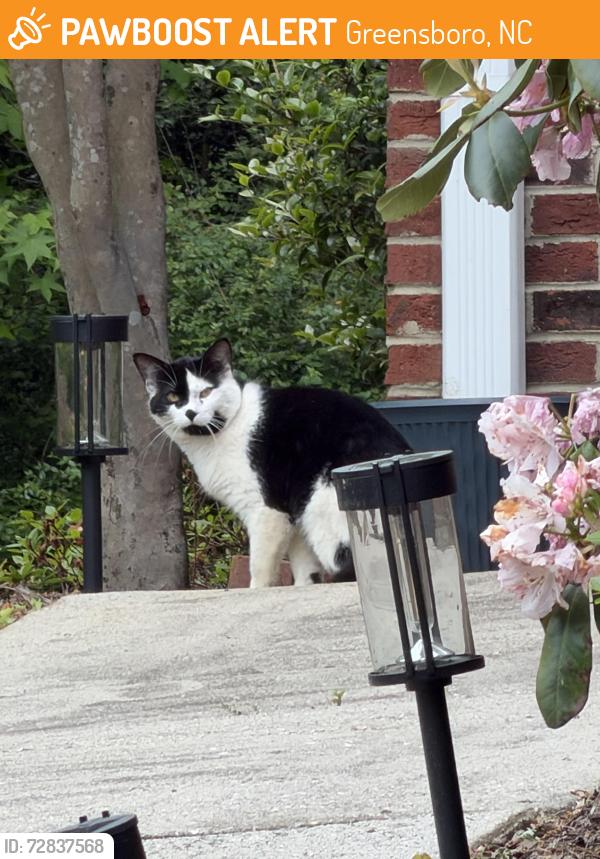 Found/Stray Unknown Cat last seen Muirfield and High View, Greensboro, NC 27410