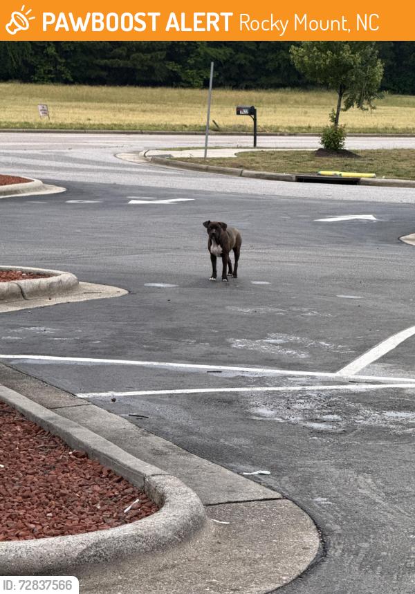 Found/Stray Female Dog last seen Bojangles parking lot, Rocky Mount, NC 27801