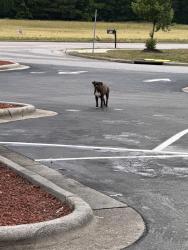 Found/Stray Female Dog last seen Bojangles parking lot, Rocky Mount, NC 27801