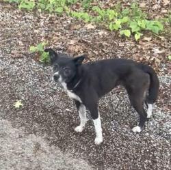 Lost Female Dog last seen Lonesome Valley Rd Dogwood Heights Tazewell TN, Claiborne County, TN 37825