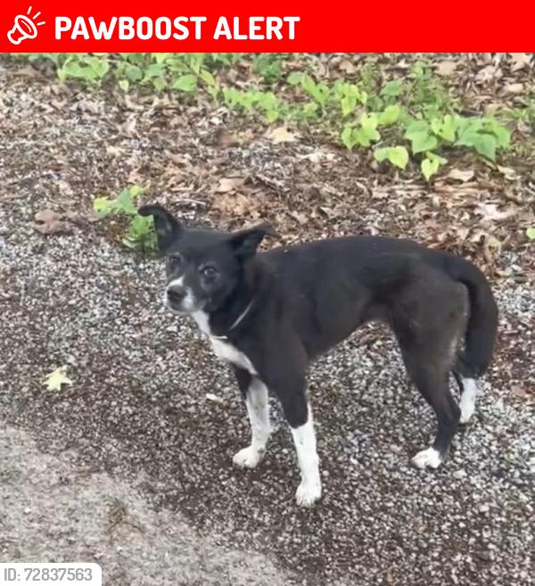 Lost Female Dog last seen Lonesome Valley Rd Dogwood Heights Tazewell TN, Claiborne County, TN 37825