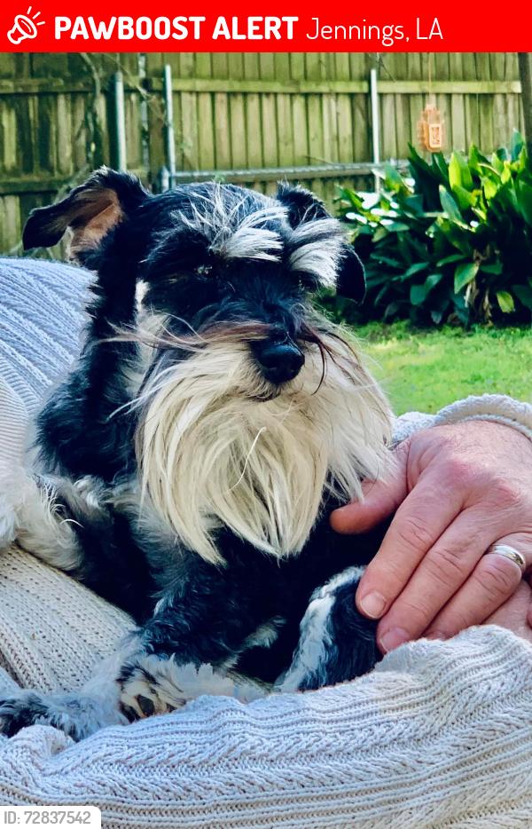 Lost Male Dog last seen Second St, Johnson St, Jennings, LA 70546