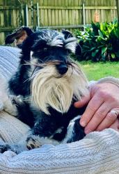 Lost Male Dog last seen Second St, Johnson St, Jennings, LA 70546