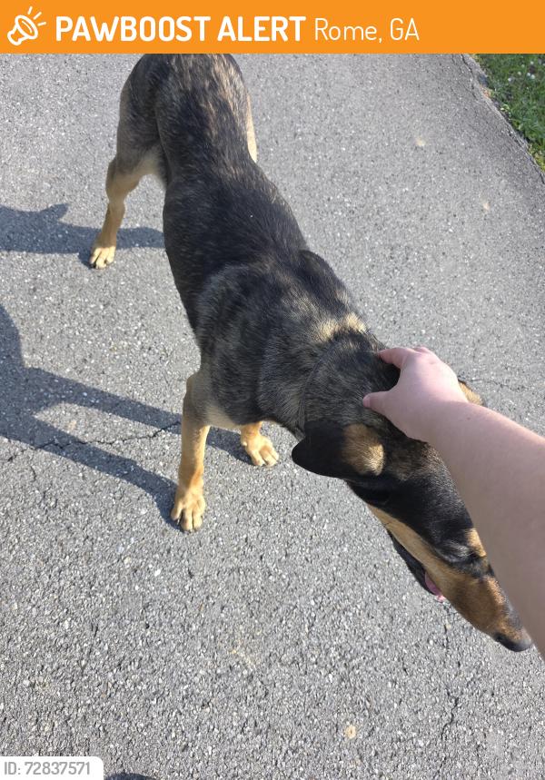 Found/Stray Male Dog last seen Alabama hwy, Rome, GA 30165