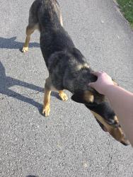 Found/Stray Male Dog last seen Alabama hwy, Rome, GA 30165