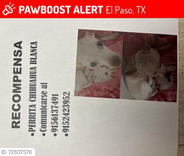 Lost Female Dog last seen Mesa hills, El Paso, TX 79912