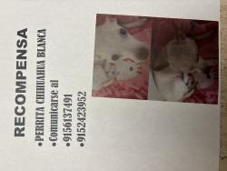 Lost Female Dog last seen Mesa hills, El Paso, TX 79912
