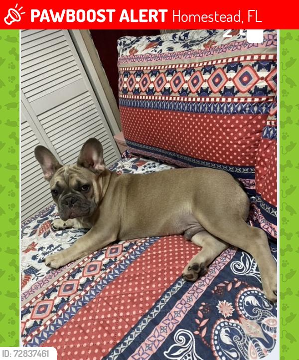 Lost Male Dog last seen 268i134, Homestead, FL 33032